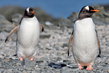 Gentoo Penguin Picture @ Kiwifoto.com