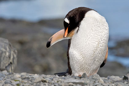 Gentoo Penguin Image @ Kiwifoto.com