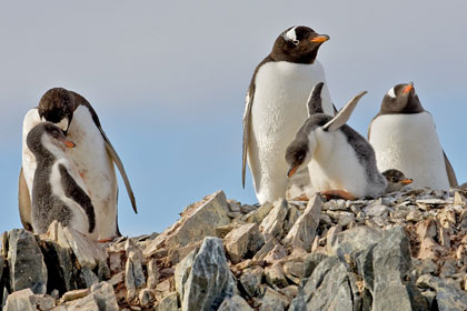 Gentoo Penguin Image @ Kiwifoto.com