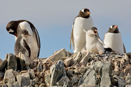 Gentoo Penguin Image @ Kiwifoto.com