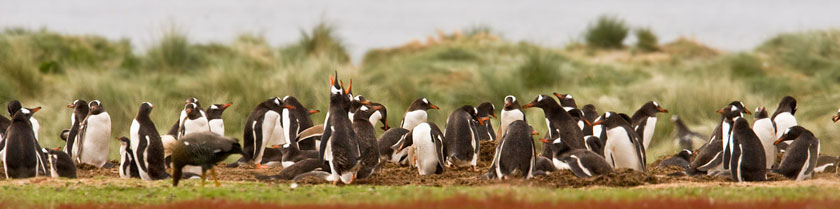 Gentoo Penguin Image @ Kiwifoto.com