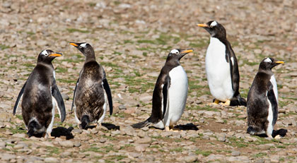 Gentoo Penguin Image @ Kiwifoto.com