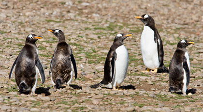 Gentoo Penguin Photo @ Kiwifoto.com