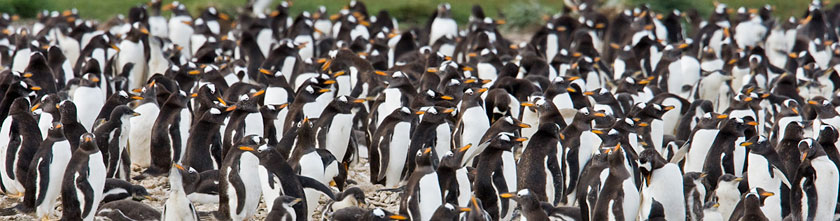 Gentoo Penguin Image @ Kiwifoto.com