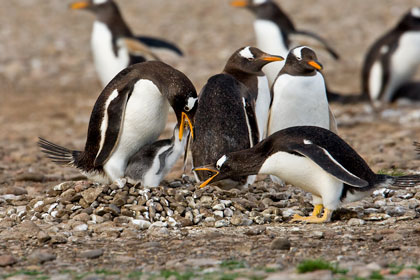 Gentoo Penguin Picture @ Kiwifoto.com