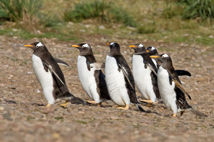 Gentoo Penguin Image @ Kiwifoto.com