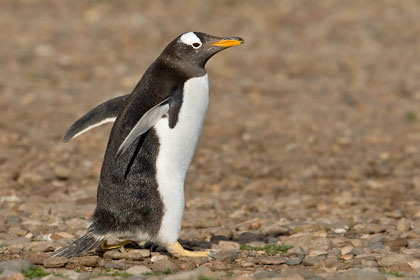 Gentoo Penguin Image @ Kiwifoto.com