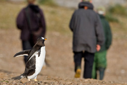 Gentoo Penguin Image @ Kiwifoto.com