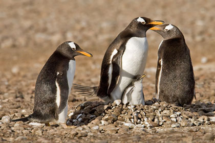 Gentoo Penguin Image @ Kiwifoto.com