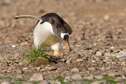 Gentoo Penguin Image @ Kiwifoto.com