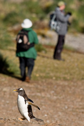 Gentoo Penguin Picture @ Kiwifoto.com