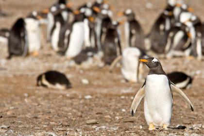 Gentoo Penguin Image @ Kiwifoto.com