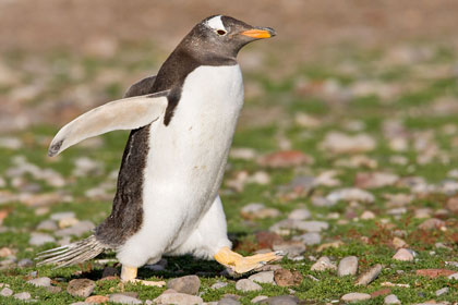 Gentoo Penguin Photo @ Kiwifoto.com