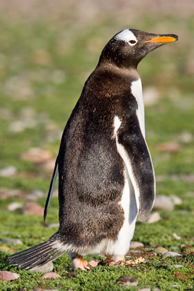 Gentoo Penguin Picture @ Kiwifoto.com