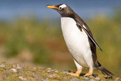 Gentoo Penguin Image @ Kiwifoto.com