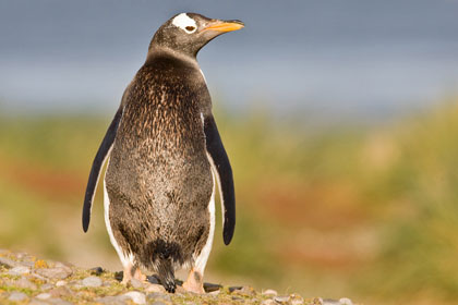 Gentoo Penguin Photo @ Kiwifoto.com