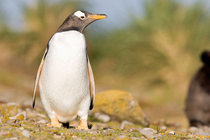 Gentoo Penguin Photo @ Kiwifoto.com