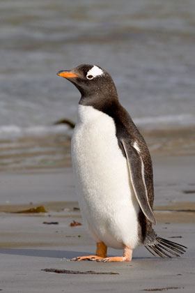 Gentoo Penguin Image @ Kiwifoto.com