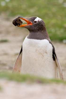 Gentoo Penguin Picture @ Kiwifoto.com