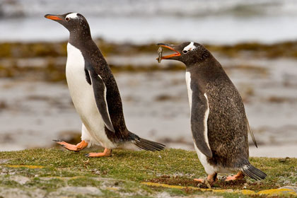 Gentoo Penguin Image @ Kiwifoto.com