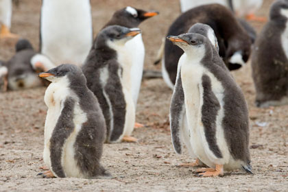 Gentoo Penguin Image @ Kiwifoto.com