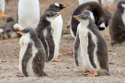 Gentoo Penguin Picture @ Kiwifoto.com