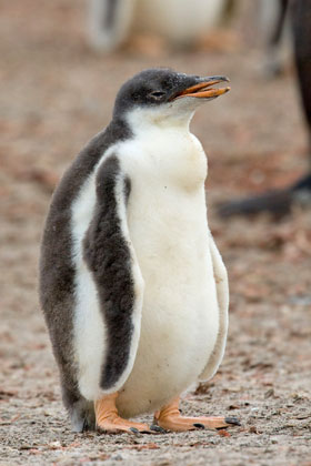 Gentoo Penguin Picture @ Kiwifoto.com