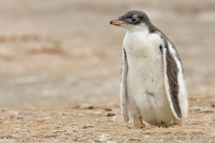 Gentoo Penguin Image @ Kiwifoto.com