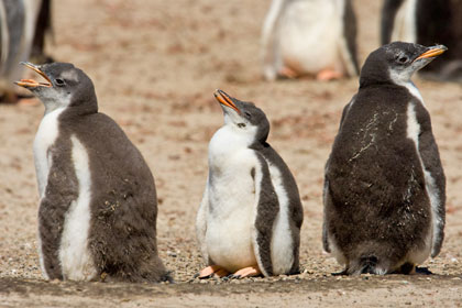 Gentoo Penguin Picture @ Kiwifoto.com