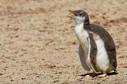 Gentoo Penguin Image @ Kiwifoto.com