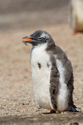 Gentoo Penguin Image @ Kiwifoto.com