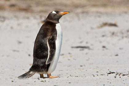 Gentoo Penguin Photo @ Kiwifoto.com