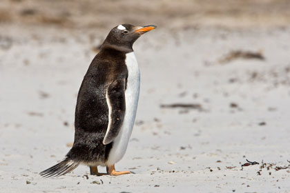Gentoo Penguin Picture @ Kiwifoto.com