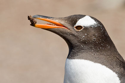 Gentoo Penguin Picture @ Kiwifoto.com