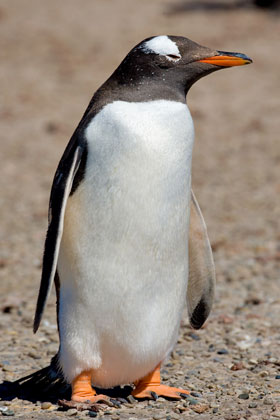 Gentoo Penguin Image @ Kiwifoto.com