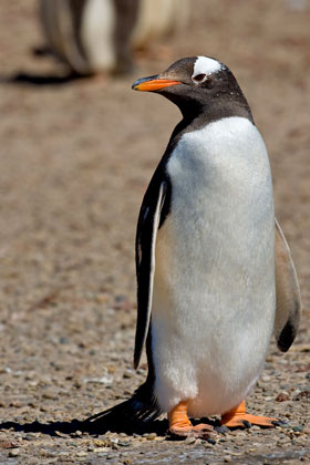 Gentoo Penguin Image @ Kiwifoto.com