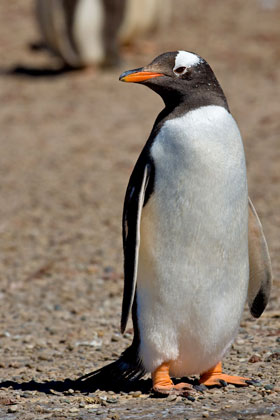 Gentoo Penguin Picture @ Kiwifoto.com