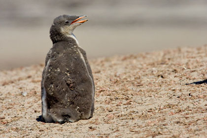 Gentoo Penguin Image @ Kiwifoto.com