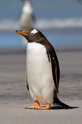 Gentoo Penguin Image @ Kiwifoto.com