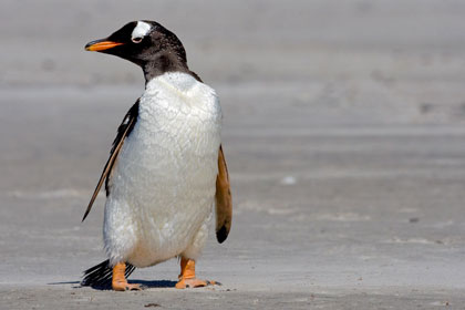 Gentoo Penguin Image @ Kiwifoto.com