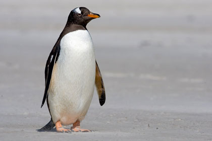 Gentoo Penguin Photo @ Kiwifoto.com