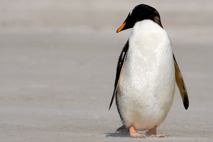 Gentoo Penguin Image @ Kiwifoto.com
