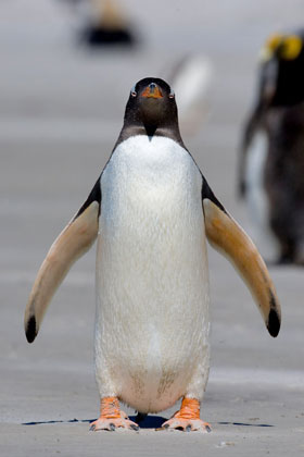 Gentoo Penguin Photo @ Kiwifoto.com