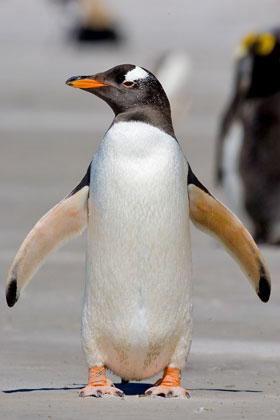 Gentoo Penguin Image @ Kiwifoto.com