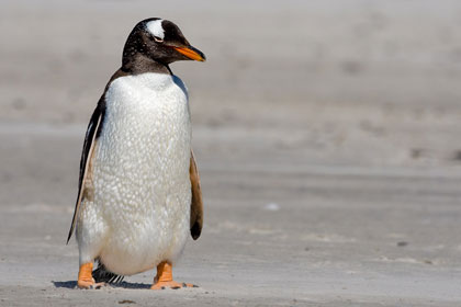 Gentoo Penguin Picture @ Kiwifoto.com