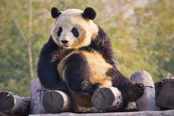 Giant Panda Image @ Kiwifoto.com
