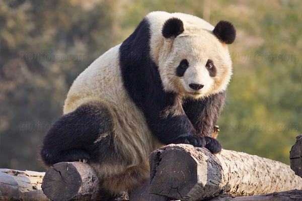 Giant Panda Image @ Kiwifoto.com