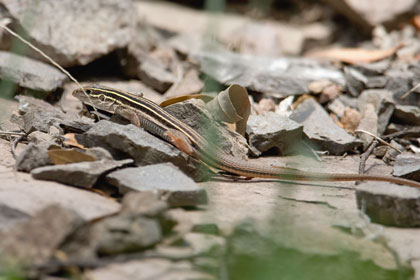 Giant Spotted Whiptail (juvenile)