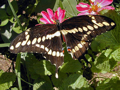Giant Swallowtail Image @ Kiwifoto.com