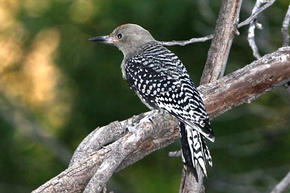 Gila Woodpecker Image @ Kiwifoto.com
